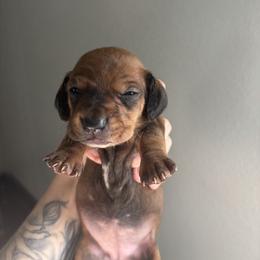 Venat - Brindle female Dachshund puppy in Conroe, Texas from R&M Dachshunds