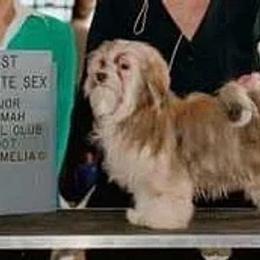 Visa - Havanese