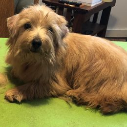Ella - Norfolk Terrier
