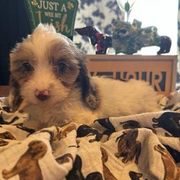Galaxy - Chocolate and tan female Dachshund puppy in Hudson, Michigan from Mittentail Kennel Miniature Dachshunds & Australian Shepherds