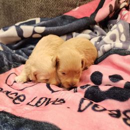 Penny - Wheaten female Miniature Schnauzer puppy in Brigham, Utah from Onesmallschnauzer