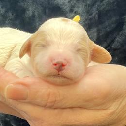 Yellow Male - Parti male Goldendoodle puppy in Great Falls, Montana from Montana Goldendoodles