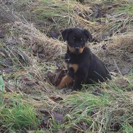 Rottweiler Puppies from Vom Gryphonberg
