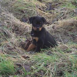 Rottweiler Puppies from Vom Gryphonberg