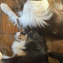 Australian Shepherd All Grown Up from Windfall Homestead
