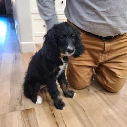 Muffin - Tri-color female Bernedoodle puppy in Brigham City, Utah from Prairie Rose Doodles