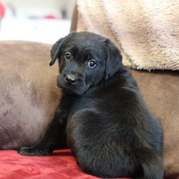 Frosty - Black male Labrador Retriever puppy in Williamston, Sc, South Carolina from Dutton Dog Co & Dalla Grazia Doberman