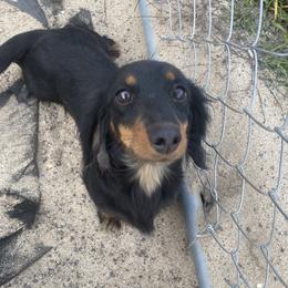 Stella - Dachshund