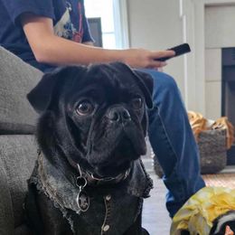 Tera - Pug