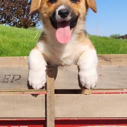 Jay - Red male Pembroke Welsh Corgi puppy in Pine Village, Indiana from NL Horsemanship