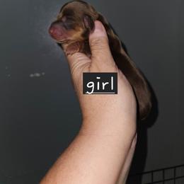 Girl 3 - Chocolate and tan female Dachshund puppy in Lansing, Michigan from Black Thunder 517 Dachshunds and frenchies