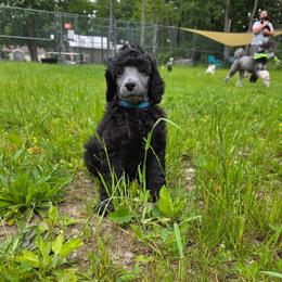 RTS Lady of Wise Things - Silver female Poodle puppy in Oxford, New York from Rattle the Stars Standard Poodles