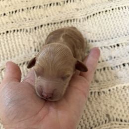 Goldendoodle Puppies from Sweet Doodles of Alabama