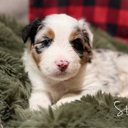 Stamp - Blue merle male Australian Shepherd puppy in West Virginia from Mountain Trail Aussies