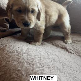 Girl 2 - Dark golden female Golden Retriever puppy in Berea, Kentucky from Lucky Golden Ranch