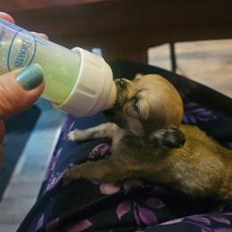 Doc Holiday - Red male Chihuahua puppy in Ligonier, Indiana from Country Charm Chihuahuas