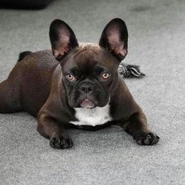baby bean - French Bulldog