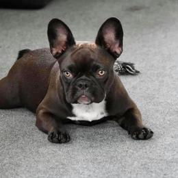 baby bean - French Bulldog