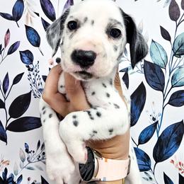 Yellow- Phoenix - White and black female Dalmatian puppy in Gray, Georgia from Fuller Spots