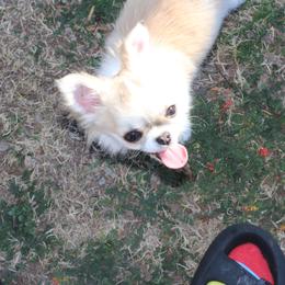 Firefly - Fawn and white female Chihuahua puppy in Cache, Oklahoma from Charming Lil Chihuahuas