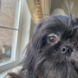 Girl 1"Maya" - Shih Tzu puppy from "Shihtzu Best Friend"