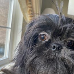 Girl 1"Maya" - Shih Tzu puppy from "Shihtzu Best Friend"