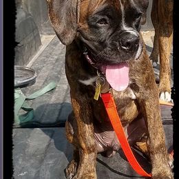 Boxer Puppies from LJK Boxers