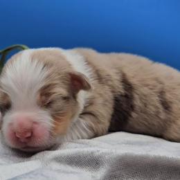 Green collar male - Red merle male Miniature American Shepherd puppy in Lexington, Kentucky from Deuce's Den