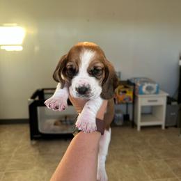 Boy 1 - Black brown and white male Basset Hound puppy in Las Animas, Colorado from J&D Dachsies