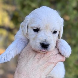 Girl 2 - Light golden female Golden Retriever puppy in Lake Hughes, California from Golden Hills Retrievers