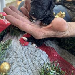 Cookies and Cream - Black male Goldendoodle puppy in Cross, South Carolina from DoodleDandy & Danes
