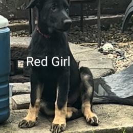 German Shepherd Puppies from Elaina's German Shepherds
