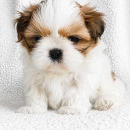 AKC Red & White Parti Male #2 - Red and white male Shih Tzu puppy in Las Vegas, Nevada from Beirin Breige Shih Tzus