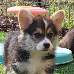 Brandon - Black and tan male Pembroke Welsh Corgi puppy in Sparta, Tennessee from Poso Creek Corgis