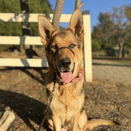 Betty - German Shepherd