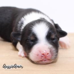 Black Tri - Black tri male Miniature Australian Shepherd puppy in Pinehurst, Texas from Aussie Amor