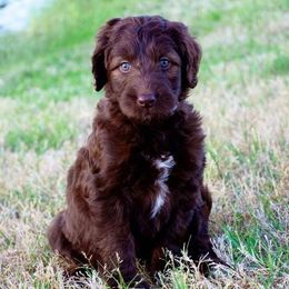 Goldendoodle Puppies from Jessie’s Doodles