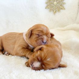 Cavalier King Charles Spaniel and Cavapoo Puppies from Red Skye Cavaliers and Cavapoos