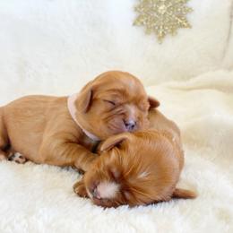 Cavalier King Charles Spaniel and Cavapoo Puppies from Red Skye Cavaliers and Cavapoos