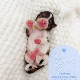Beau - Parti male Goldendoodle puppy in California City, California from Summer Sun Doodles