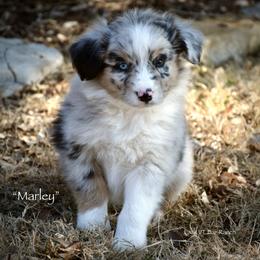 Marley - Blue merle male Miniature Australian Shepherd puppy in Evant, Texas from Lazy VT Bar Ranch