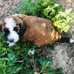 Aussiedoodle Puppies from Arena Valley Acres LLC
