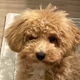 Poodles and Schnoodles from Bred by Brennen