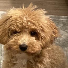 Poodles and Schnoodles from Bred by Brennen