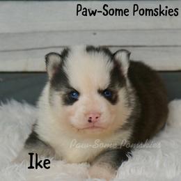 Ike - Black and white male Pomsky puppy in Krum, Texas from Paw-Some Pomskies