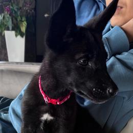 Bandit - Gold brindle male Dutch Shepherd puppy in San Diego, California from TecK9s