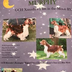 Murphy - Welsh Springer Spaniel