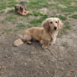 Nova - Dachshund