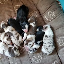 Miniature Australian Shepherd Puppies from Klatt's Mini Aussies