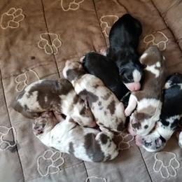 Miniature Australian Shepherd Puppies from Klatt's Mini Aussies